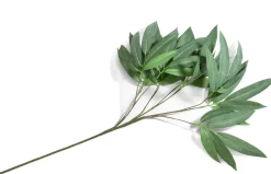 Eucalyptus branch H95cm - Groen