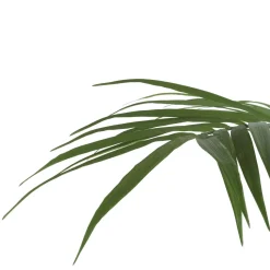 Kentia Palm plant H210cm - Groen