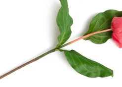 Medinilla Spray kunstbloem H110cm - Oranje