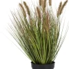 Pennisetum Grass plant H58cm - Groen