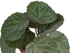 Saxifrage Mini Bush H13cm kunstbloem - Groen