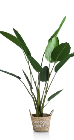 Strelitzia Nicolai H150cm - Groen